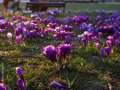 Purple crocuses in the afternoon sunshine at Jan Kasprowicz Park, Szczecin Poland photo