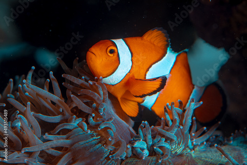 clown fish swims in animonia reefs