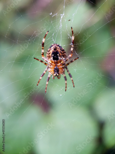 spider on the web © Jennifer