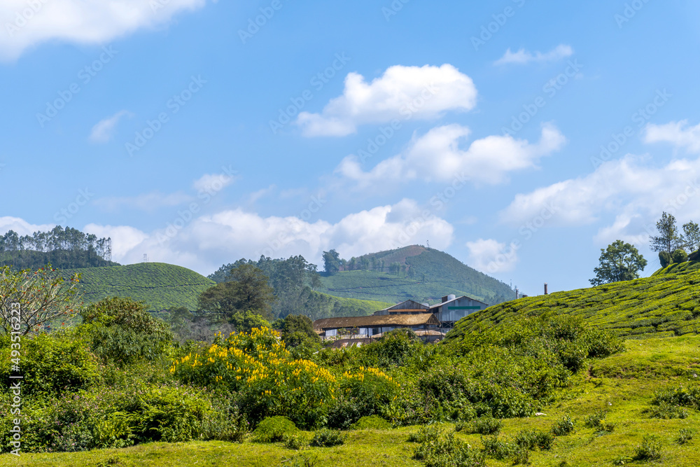 Tea Factory . Tea plantations at its best view . Stock Photo
