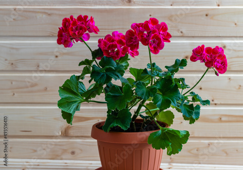 Photography Brown pot with a geranium with pink flowers, beautifully contrasted with the gre