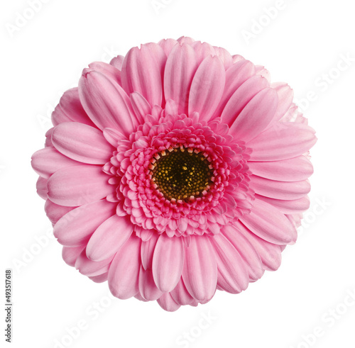 Beautiful pink gerbera flower on white background