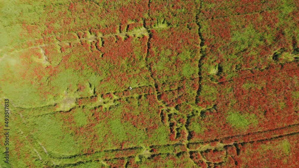 A red field of poppy flowers. Drone video. A red field of poppy flowers. Drone video.