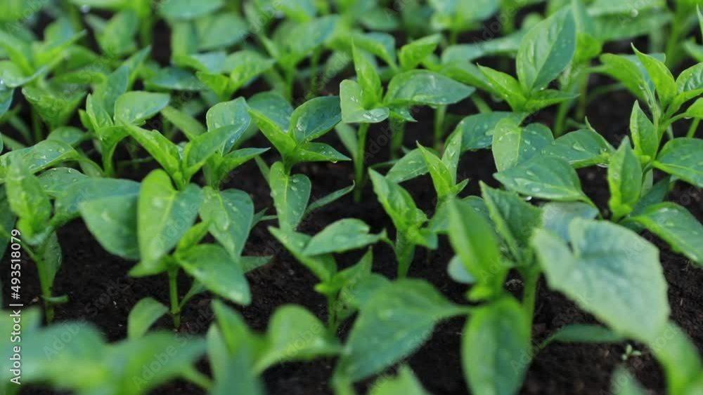 green seedlings of pepper in a greenhouse close-up. High quality FullHD footage green seedlings of pepper in a greenhouse close-up. High quality FullHD footage