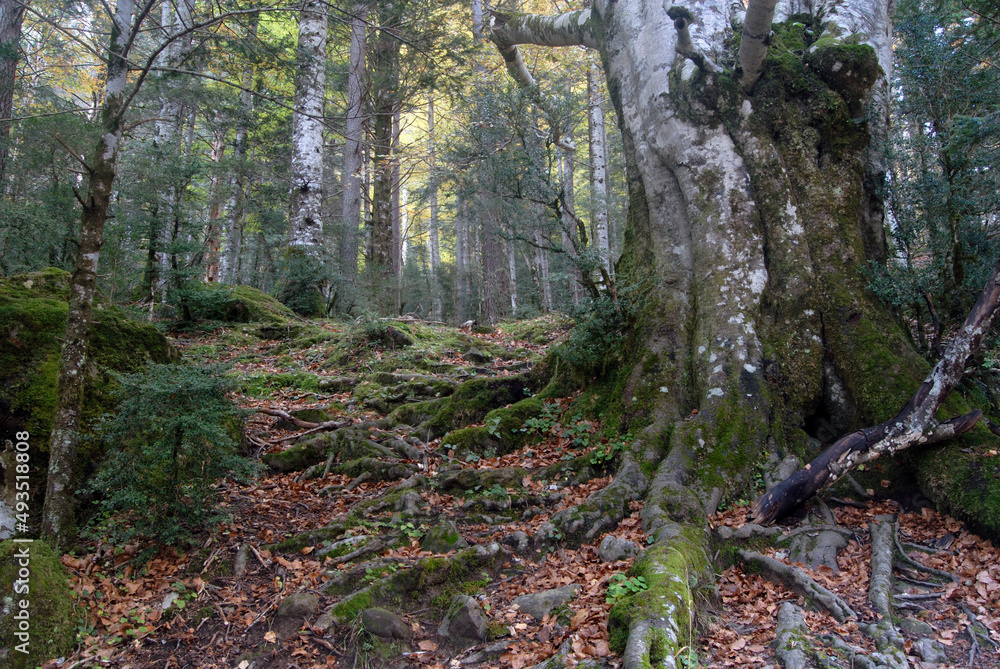 Obraz premium Ordesa en otoño.Pirineo aragones