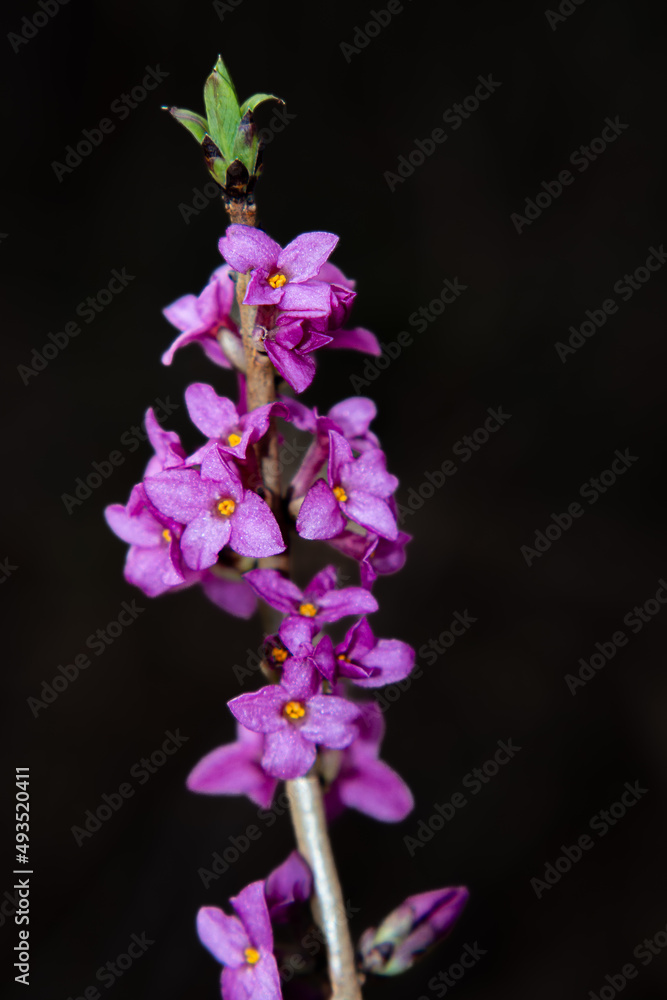Lila Blume im Wald Lila Blume im Wald