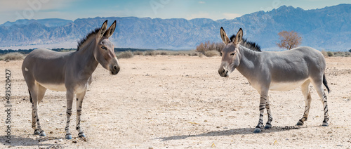Somali wild donkey (Equus africanus) in nature reserve of the Middle East. Th...