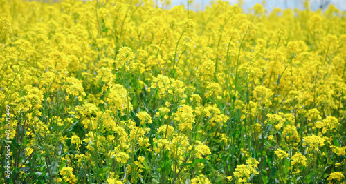             rape blossoms