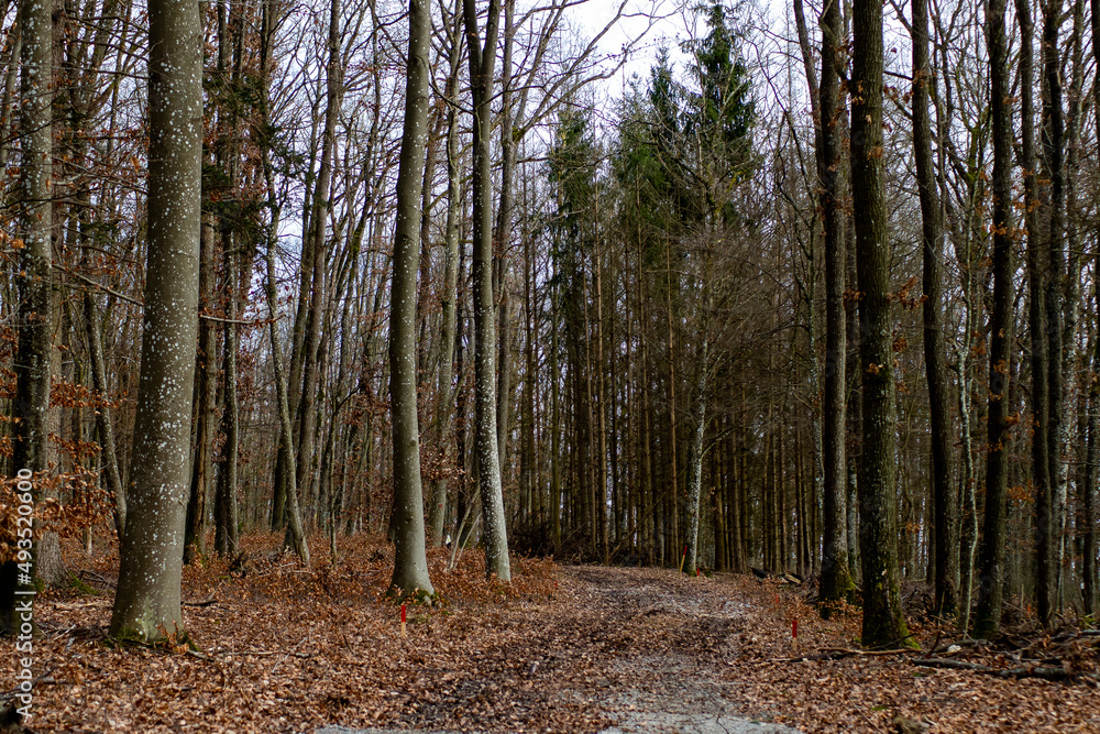 Herbstwald mit vielfalt Herbstwald mit vielfalt