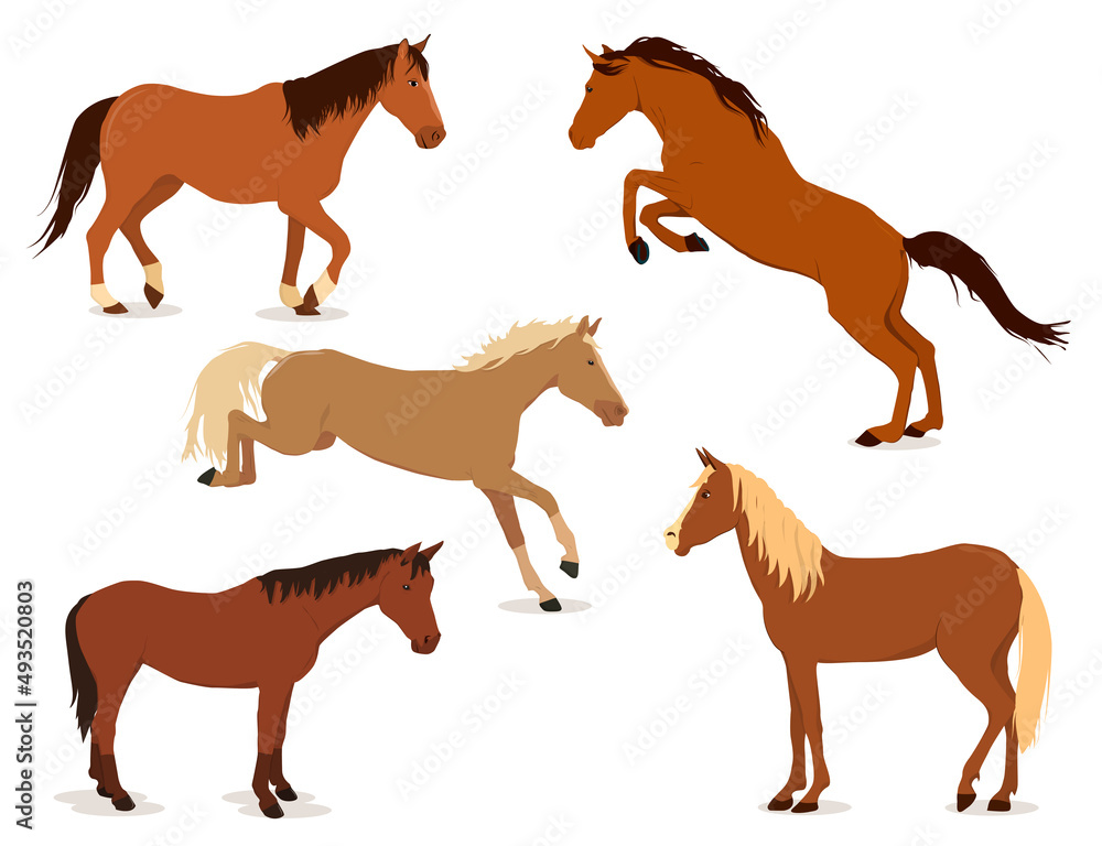 A set of vector illustrations with horses in different poses, isolated on a white background. The theme of equestrian sports and pets on the farm