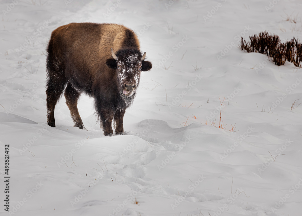 Naklejka premium Bison Yellowstone February 2022