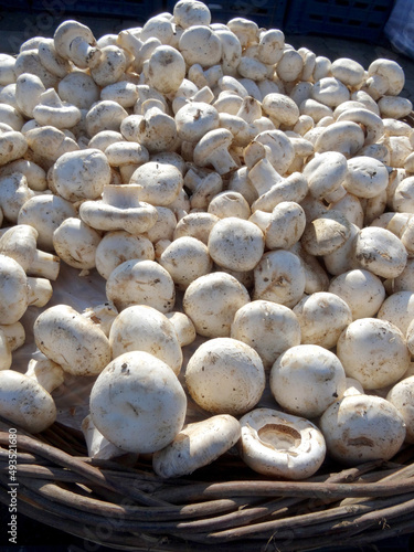 White button mushrooms  on a farmers market stall in the Aegean coastal town Yalikavak, Bodrum, Turkey.