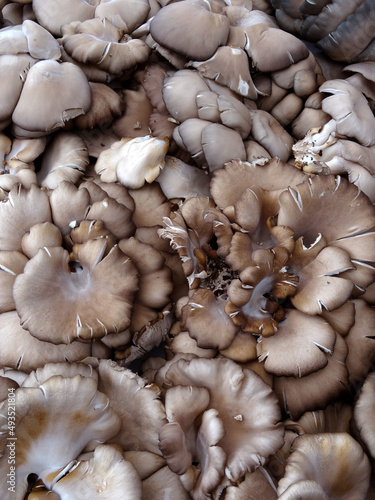 Oyster mushrooms (Pleurotus ostreatus in Latin) on a farmers market stall in the Aegean coastal town Yalikavak, Bodrum, Turkey.  