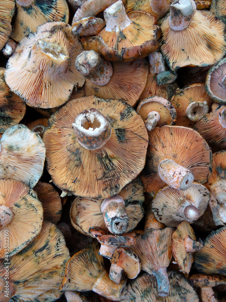 Saffron Milk Cap or red pine mushrooms locally known as cintar, melki or Kanlica mushrooms on a farmers market stall in Yalikavak, Bodrum, Turkey. Saffron Milk Cap or red pine mushrooms locally known as cintar, melki or Kanlica mushrooms on a farmers market stall in Yalikavak, Bodrum, Turkey.
