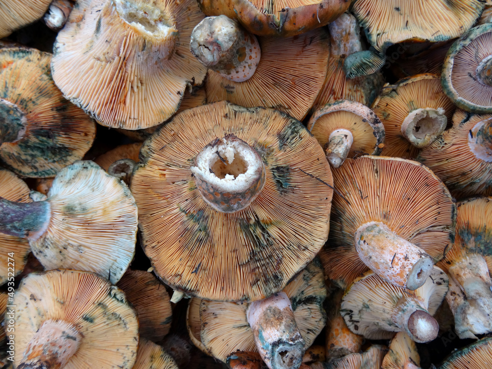 Saffron Milk Cap or red pine mushrooms locally known as cintar, melki or Kanlica mushrooms on a farmers market stall in Yalikavak, Bodrum, Turkey. Saffron Milk Cap or red pine mushrooms locally known as cintar, melki or Kanlica mushrooms on a farmers market stall in Yalikavak, Bodrum, Turkey.