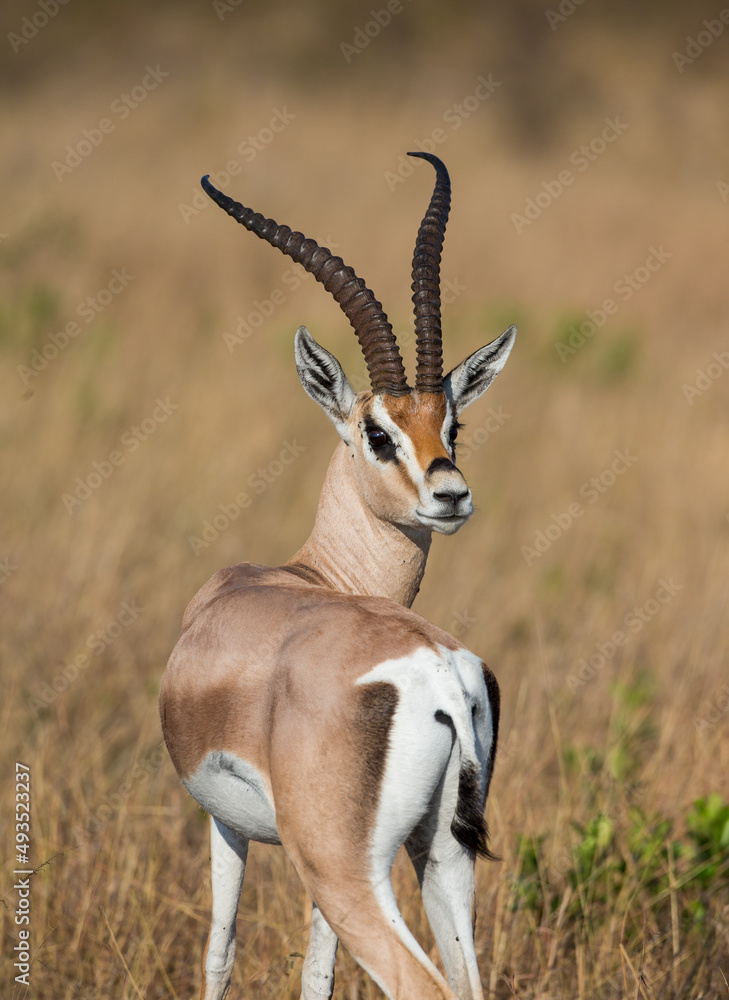 A Grants gazelle looking back at the camera. Taken in Kenya A Grants gazelle looking back at the camera. Taken in Kenya