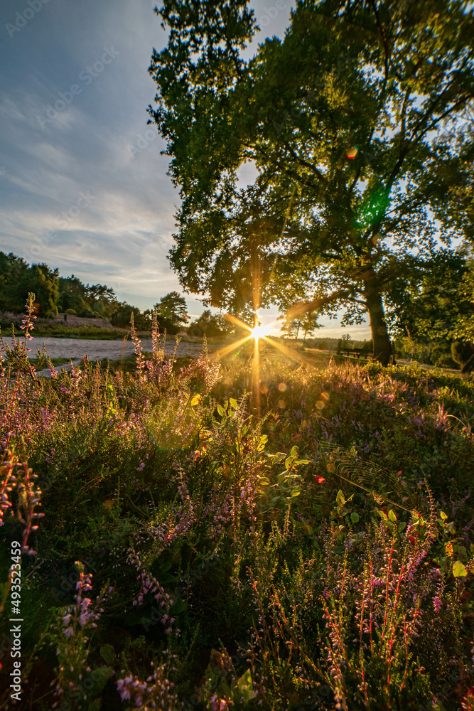 Fototapeta premium heath landscape in summerwith sunshine