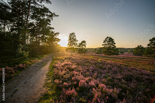 heath landscape in summerwith sunshine photo