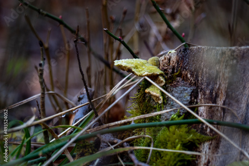 Pilz am Holz  © Megapixelstube 