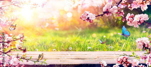 Fototapeta Naklejka Na Ścianę i Meble -  Spring Table - Blossoms In Sunny Garden With Abstract Defocused Lights