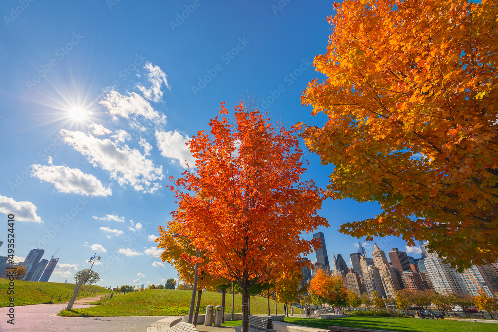 Naklejka premium Autumn leaf color trees glow at City View Point in Southpoint Park Roosevelt Island on November 2021 in New York City. Midtown Manhattan skyscraper stands beyond the East Rive.