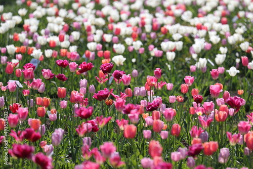 Tulpenwiese © Peter