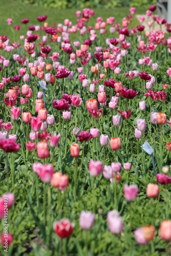Tulpenwiese © Peter