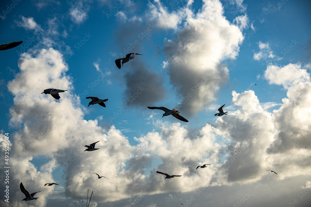 Gaviotas en el cielo de Puerto Morelos 