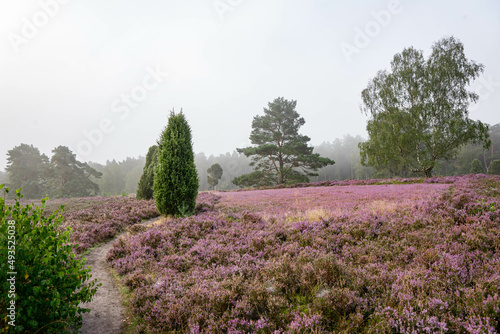 heath landscape in summerwith sunshine photo