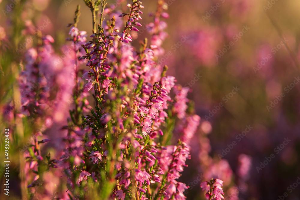 heath close up, Calluna vulgaris macro in summer heath close up, Calluna vulgaris macro in summer