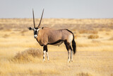 Oryx is located in the Etosha National Park, Namibia