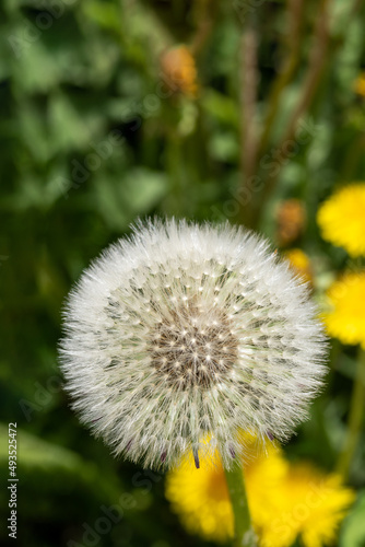 White fluffy round dandelion in green grass. Round head of a summer plant with seeds in the form of an umbrella  vertical frame. The concept of freedom  dreams of the future  tranquility