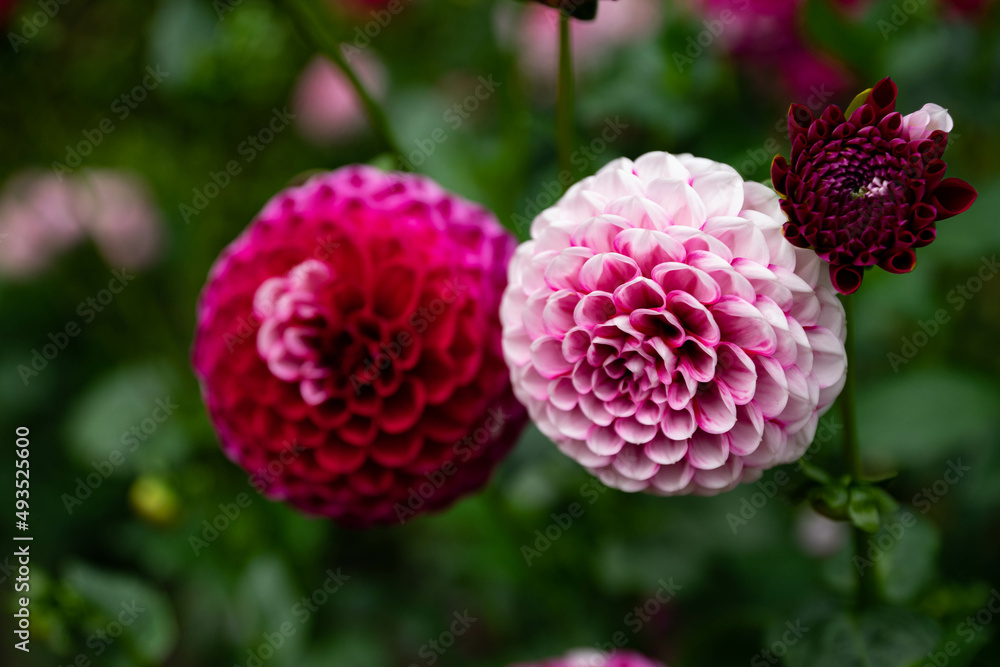 colourfull dahlias, dahlia, dahlie bloom colourfull dahlias, dahlia, dahlie bloom