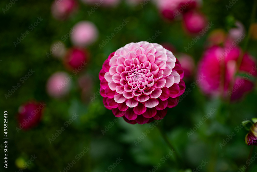 colourfull dahlias, dahlia, dahlie bloom colourfull dahlias, dahlia, dahlie bloom