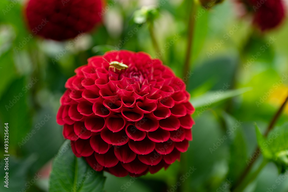 colourfull dahlias, dahlia, dahlie bloom colourfull dahlias, dahlia, dahlie bloom