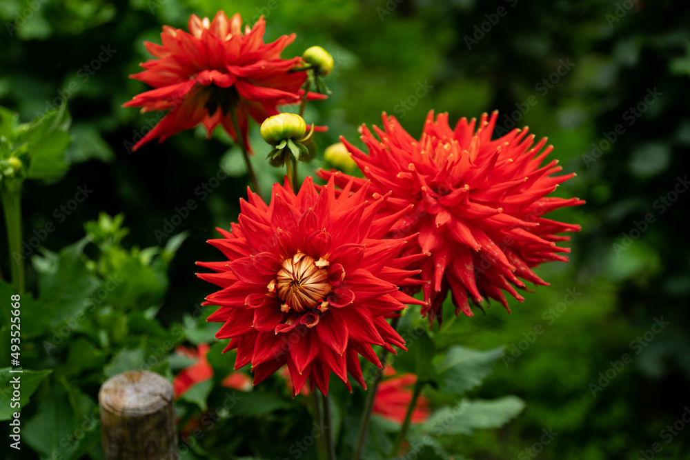 colourfull dahlias, dahlia, dahlie bloom colourfull dahlias, dahlia, dahlie bloom