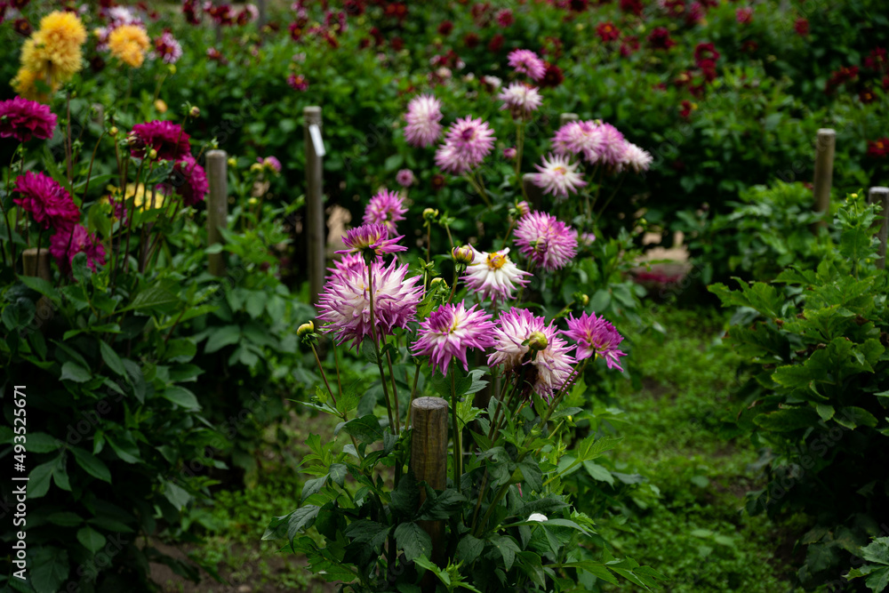 Fototapeta premium colourfull dahlias, dahlia, dahlie bloom