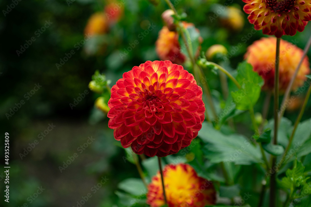 colourfull dahlias, dahlia, dahlie bloom colourfull dahlias, dahlia, dahlie bloom