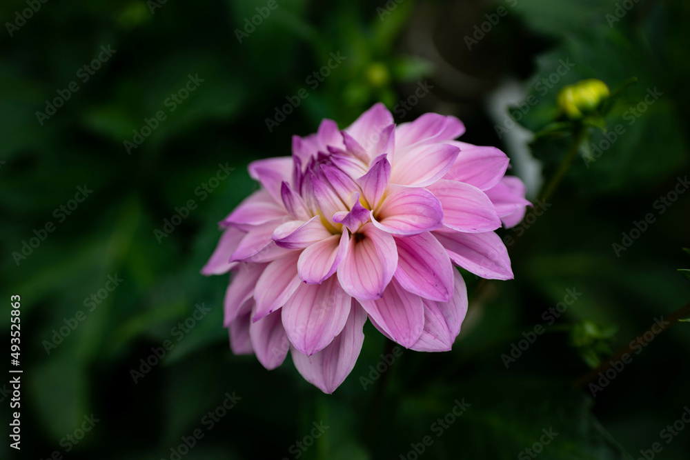 colourfull dahlias, dahlia, dahlie bloom colourfull dahlias, dahlia, dahlie bloom