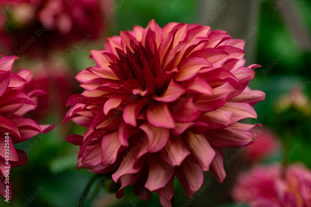colourfull dahlias, dahlia, dahlie bloom colourfull dahlias, dahlia, dahlie bloom