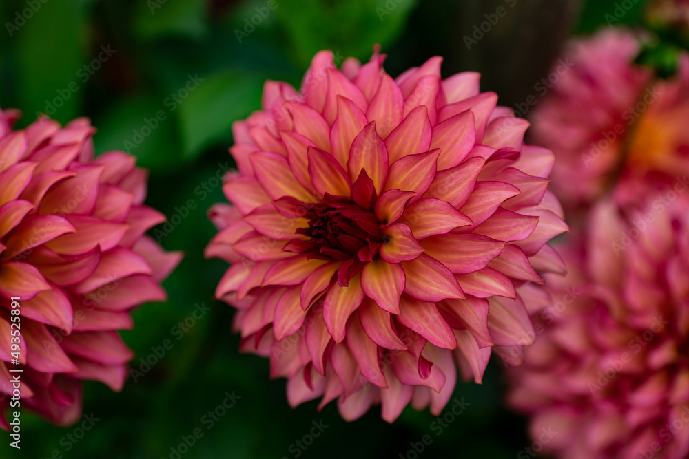 colourfull dahlias, dahlia, dahlie bloom