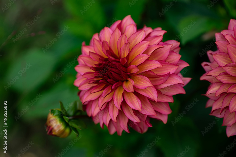 colourfull dahlias, dahlia, dahlie bloom colourfull dahlias, dahlia, dahlie bloom