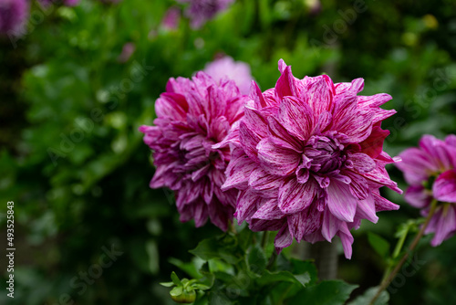 colourfull dahlias  dahlia  dahlie bloom