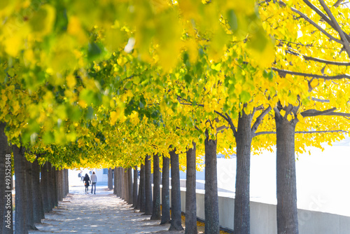 Autumnal sunlight illuminates the rows of autumnal leaf color trees in Franklin D. Roosevelt Four Freedoms Park at Roosevelt Island on the East River on November 2021 in New York City.  photo