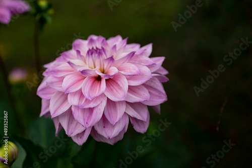 colourfull dahlias, dahlia, dahlie bloom