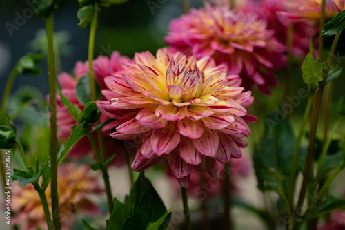 colourfull dahlias  dahlia  dahlie bloom