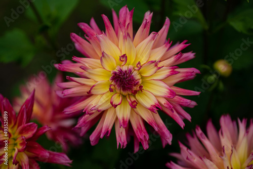 colourfull dahlias  dahlia  dahlie bloom