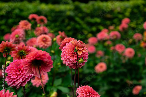 colourfull dahlias, dahlia, dahlie bloom