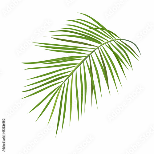 Exotic leaves of palm on white background. Vector illustration