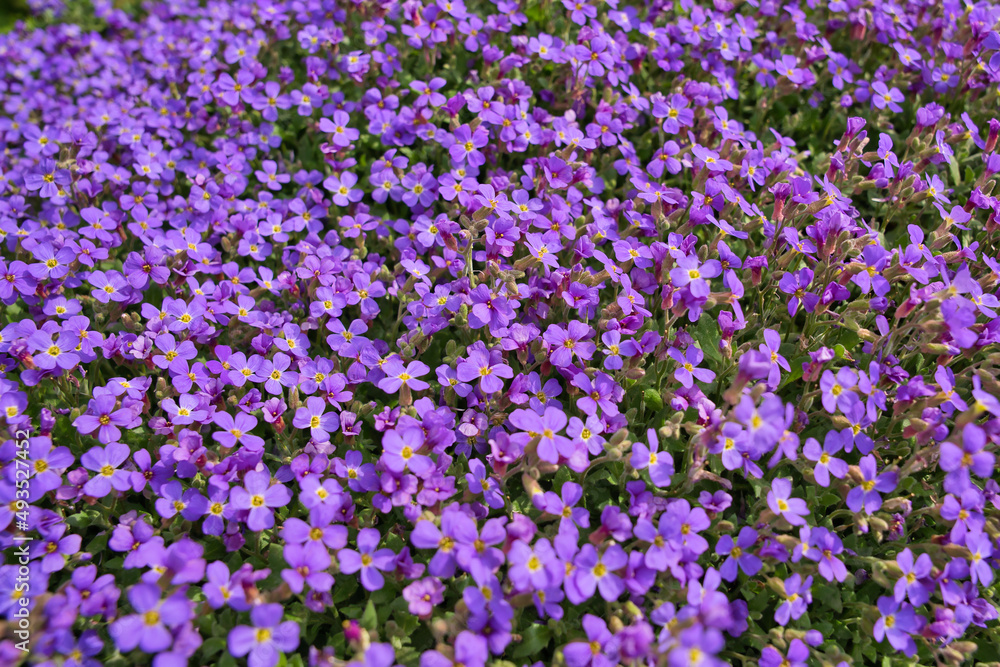 Naklejka premium Closeup aubrieta - purple flowers in spring rockery garden with